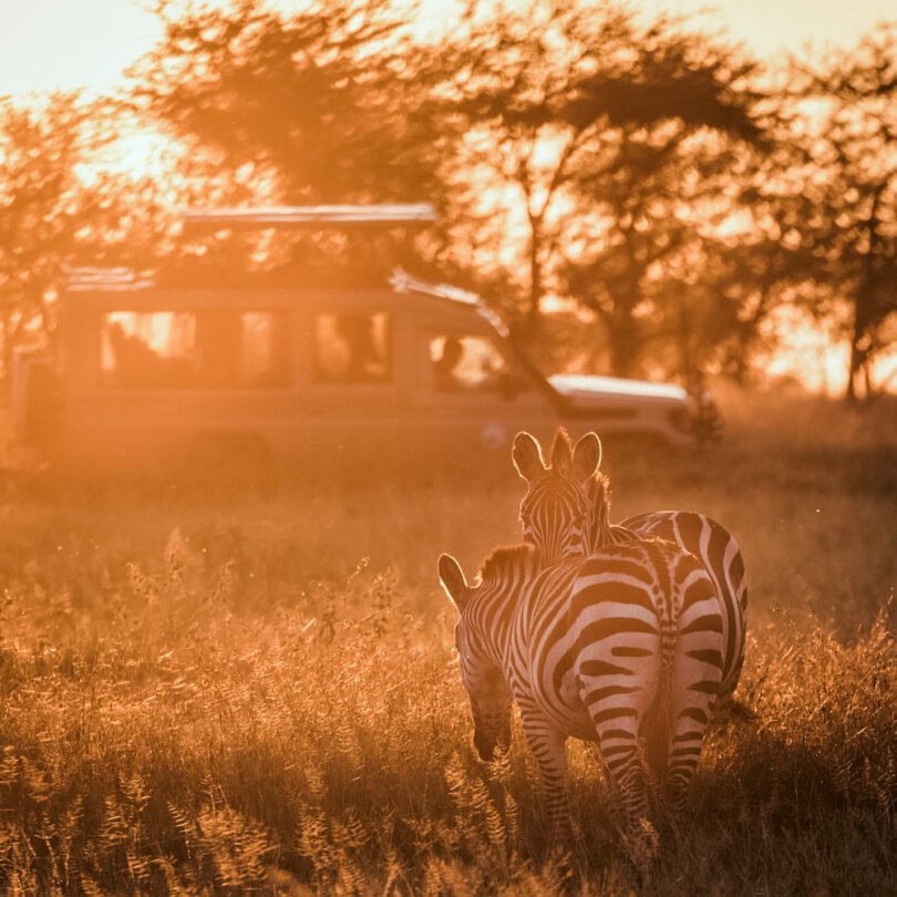 Is December a Good Time to Visit Tanzania | Tanzania Safaris | Seko Tours