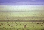 Are There Budget Safari Options for the Wildebeest Migration?