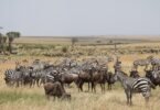Best Month to See the Wildebeest Migration in Masai Mara