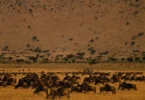 Can I See the Migration in Masai Mara in January?