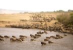 Is July the Best Time to See the Great Migration in Masai Mara?