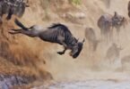 When Do Wildebeests Cross the Mara River?