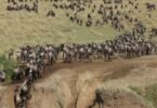 Which Months Have the Largest Number of Wildebeests in Masai Mara?