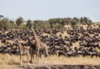 When Does the Great Wildebeest Migration Happen in Masai Mara?