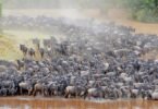 Can I See the Migration in Masai Mara in December?