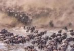 How Do Wildebeests Cross the Mara River?