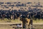 Which Conservancies Around Masai Mara Offer the Best Migration Views?