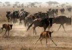 Where Do Wildebeests Start Their Migration Journey?
