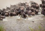 What Are the Major Crossing Points for the Migration in Masai Mara?