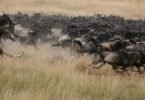 How Much Does a Wildebeest Migration Safari Cost?