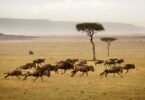 How Many Days for a Wildebeest Migration Safari?
