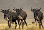 What is Included in a Wildebeest Migration Safari Package?