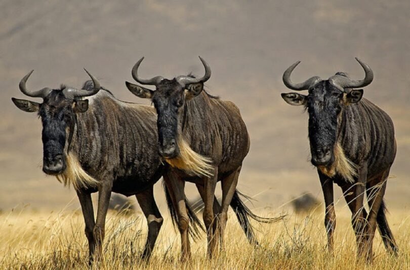 What is Included in a Wildebeest Migration Safari Package?