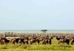 Can I Book a Private Wildebeest Migration Safari?