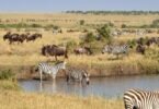 How Many Wildebeests Migrate to Masai Mara Every Year?