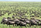 What Are the Dangers of the Wildebeest Migration?