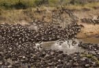 What is the Best Time to See the Wildebeest Migration in Masai Mara?