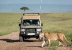 How Do I Avoid Crowds During the Migration Safari?