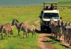 Best Time to Visit Tanzania with Kids: A Complete Guide by Seko Tours