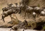 Do Crocodiles Attack Wildebeests During River Crossings?