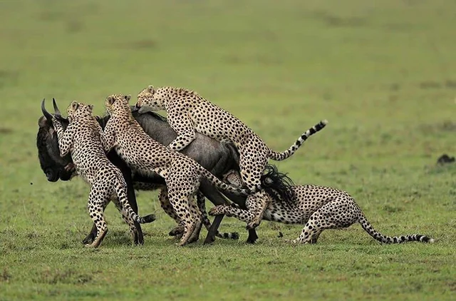How Do Cheetahs Take Advantage of the Migration?