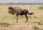 What Happens to Weak and Injured Wildebeests During the Migration?