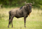 Do Wildebeests Get Lost During Migration?