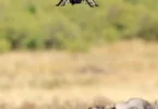 Are Drones Allowed in Masai Mara for Filming the Migration?