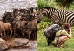 Best Photography Locations for the Wildebeest Migration in Kenya and Tanzania