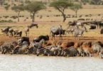 What Are the Best Lenses for Capturing the Wildebeest Migration?