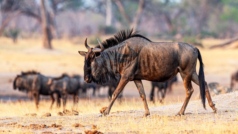 What Future Challenges Does the Wildebeest Migration Face?